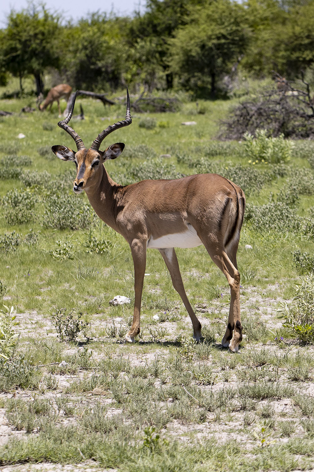 13 - Etosha 